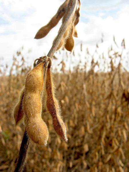 Soy bean field — Stock Photo, Image