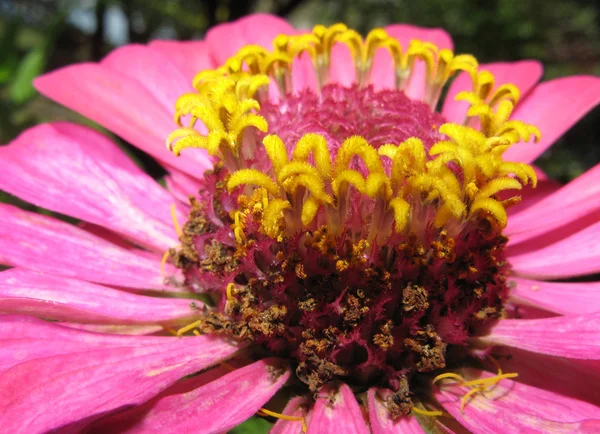 Pembe çiçek sarı pistils — Stok fotoğraf