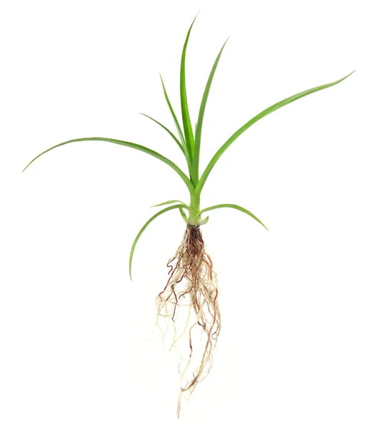 Rostoucí rostlina — Stock fotografie