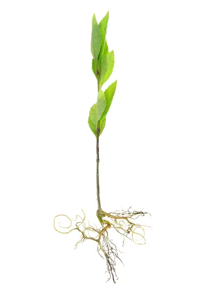 Árbol en crecimiento — Foto de Stock