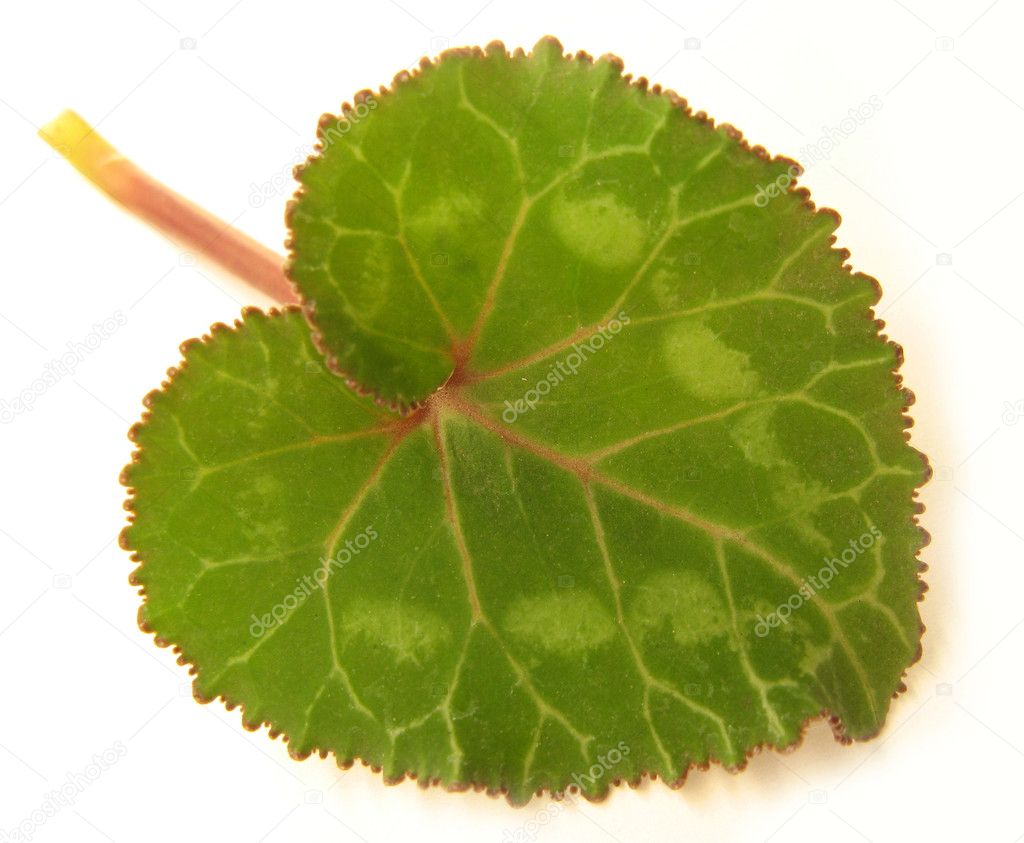 Cyclamen leaf, heart-shaped, white backg