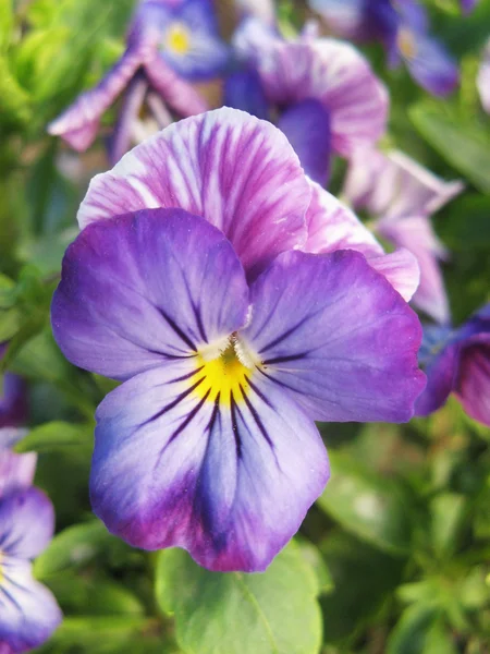 stock image Pansy