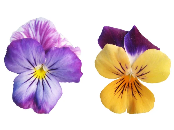 两个三色紫罗兰花 — 图库照片