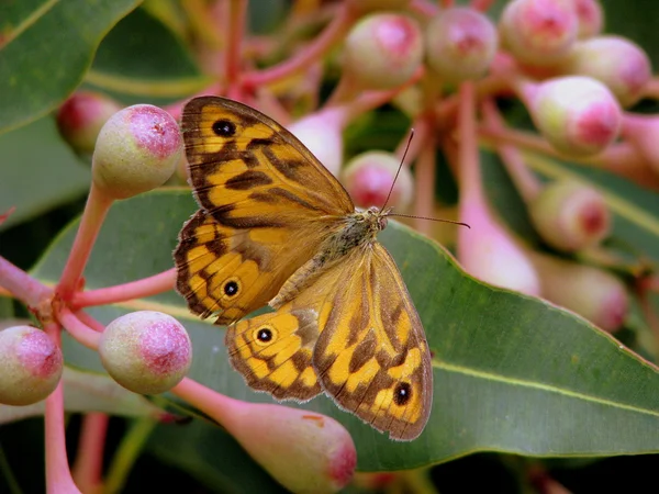 Gemensamma brun fjäril — Stockfoto
