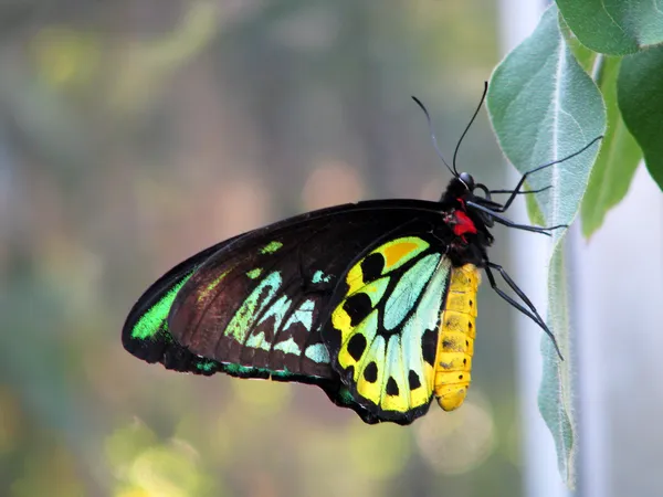 Птицекрылая бабочка Стоковая Картинка