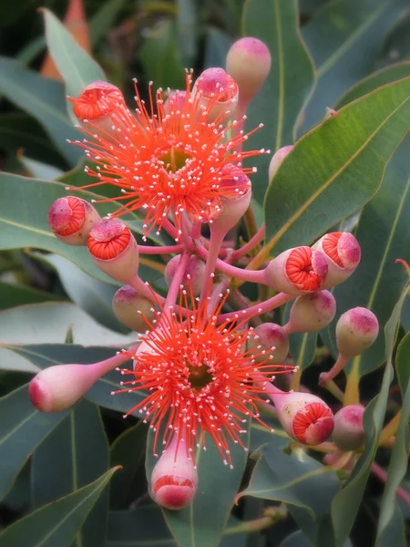 Gomme à fleurs d'Australie occidentale Images De Stock Libres De Droits