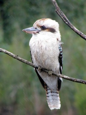 Kookaburra clipart