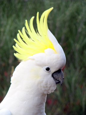 Sulphur Crested Cockatoo clipart