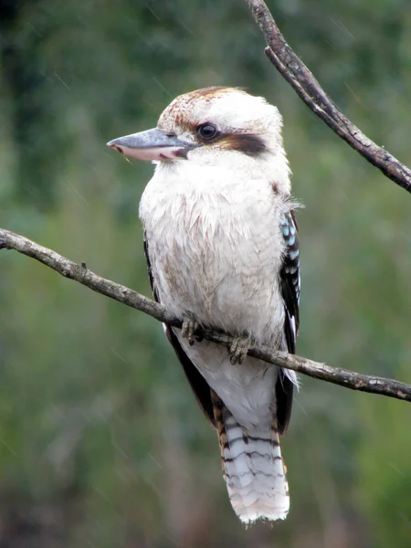 Stock image Kookaburra