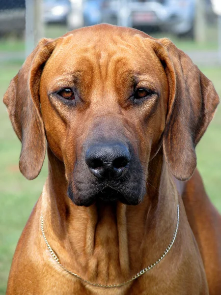 Rodezya ridgeback