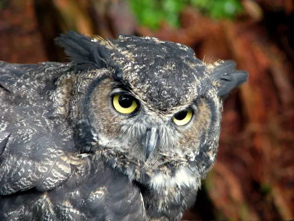 Great Horned Owl Stockfoto