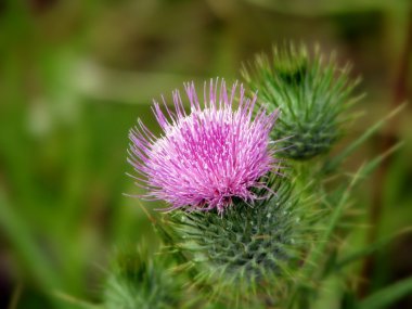 Scotch Thistle clipart