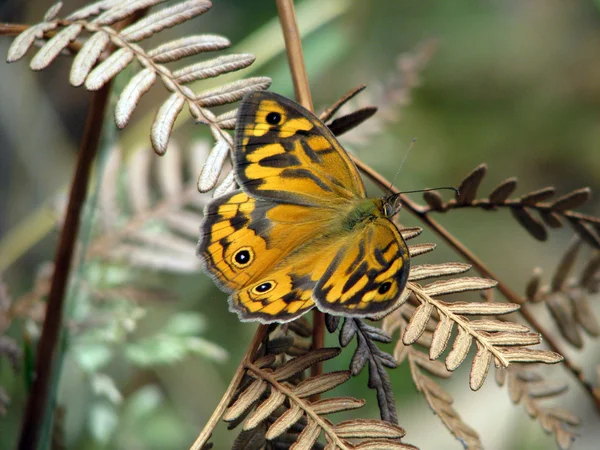 常见的棕色蝴蝶 图库图片