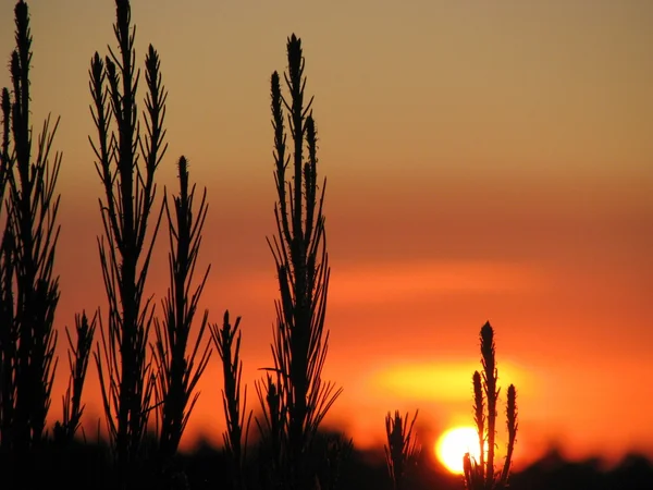 stock image Golden Sunset