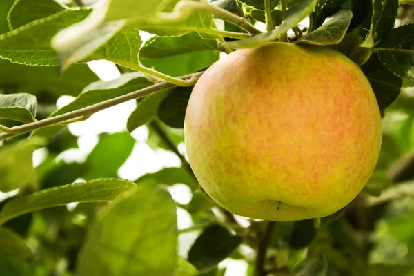 stock image Apple grow on branch