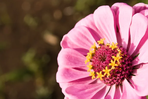 stock image Zinnia