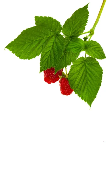 Raspberry dengan batang dan daun — Stok Foto