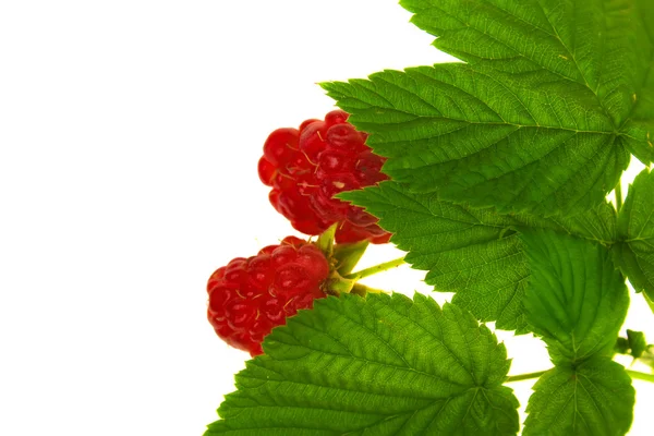 树莓与茎和叶 — 图库照片