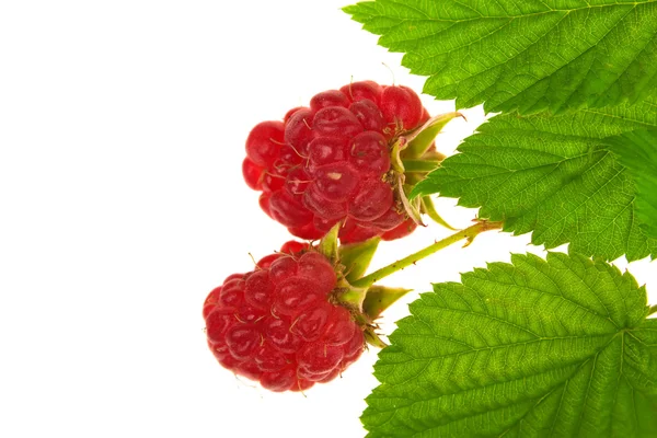 Raspberry with stem and leaves — Stockfoto