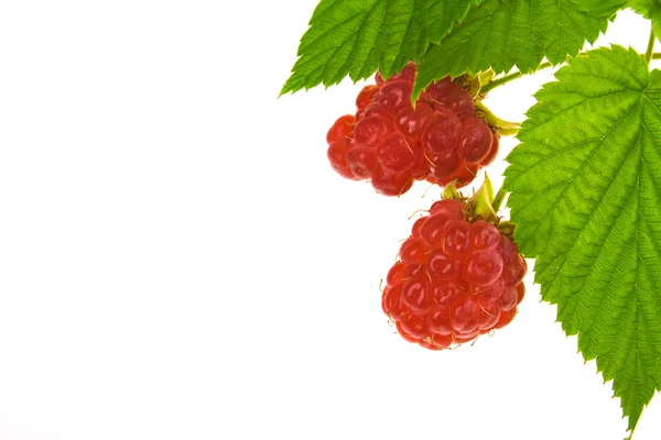 Raspberry with stem and leaves — Stock Photo, Image