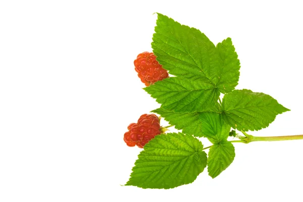 Raspberry with stem and leaves — Stockfoto