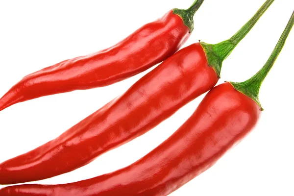 Tree hot chili peppers — Stock Photo, Image