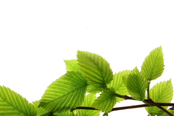 stock image Green leaves