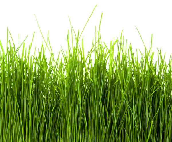 stock image Green Grass