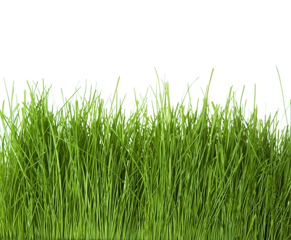 Зелена трава Стокова Картинка