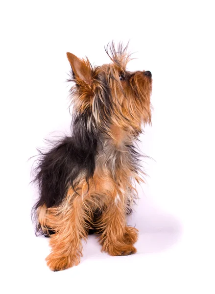 Yorkshire Terrier — Stockfoto