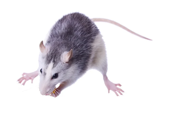 Büyük iri fare — Stok fotoğraf