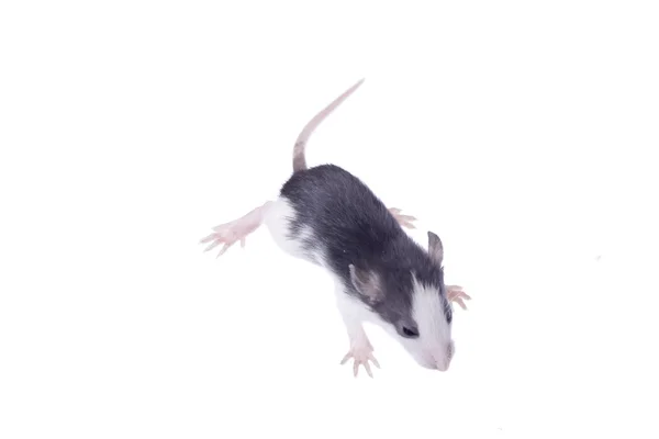 Rat — Photo