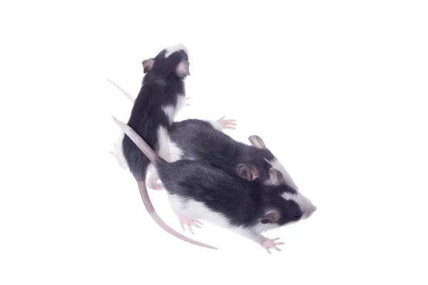 Rat — Stok fotoğraf