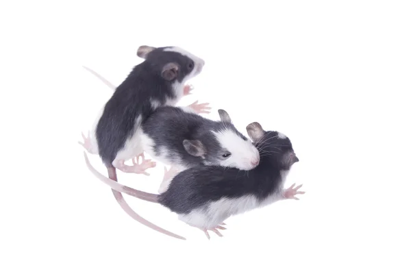 Ratos — Fotografia de Stock