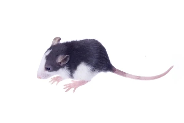 大鼠 — 图库照片