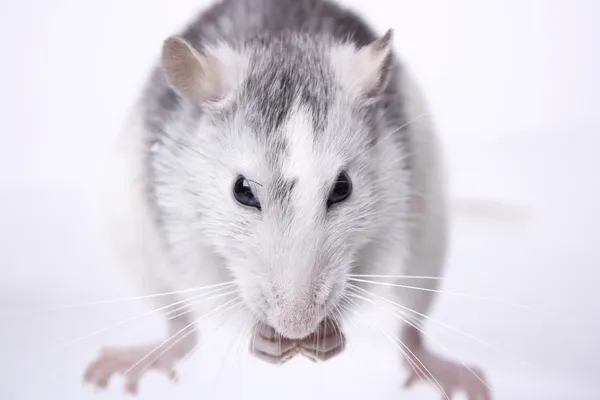 Büyük iri fare — Stok fotoğraf