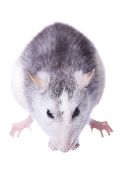 Stor råtta — Stockfoto