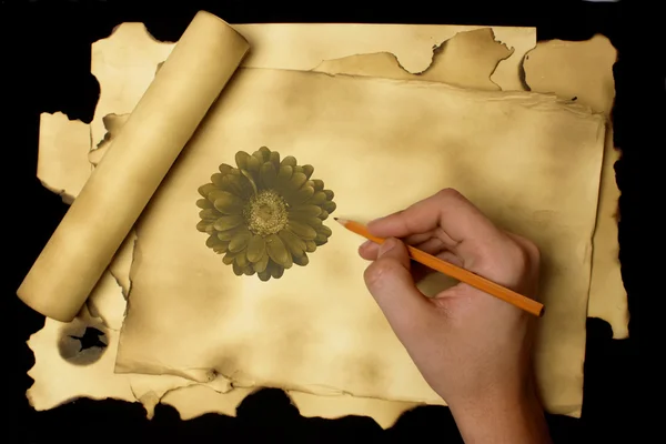 Ciągnione kwiat na starożytnych papieru — Zdjęcie stockowe