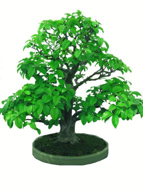 Bonsai Japon ağacı