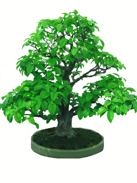 stock image Bonsai japanese tree