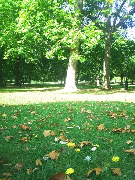 葉が落ちる。緑豊かな公園 — ストック写真