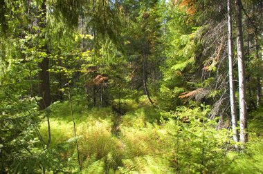 Is dark-coniferous taiga in a sunny day clipart