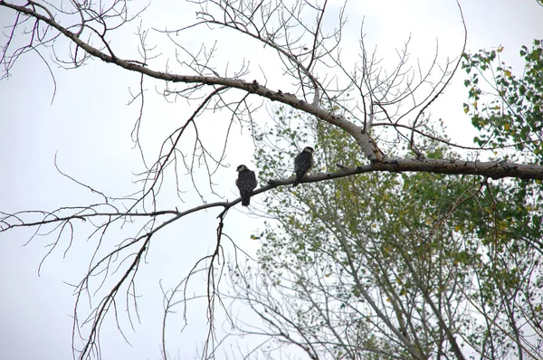 Twee vogels op een tak — Stockfoto