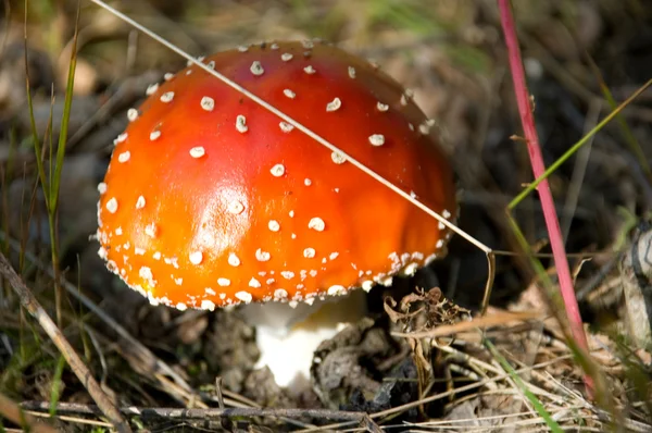 Jedovaté houby — Stock fotografie