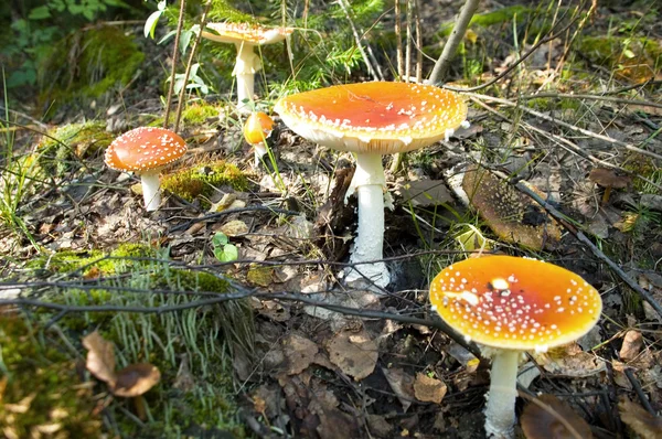 Poisonous mushroom — Stock Photo, Image
