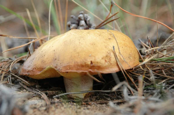 Cogumelo em estepe a uma floresta de pinheiro — Fotografia de Stock