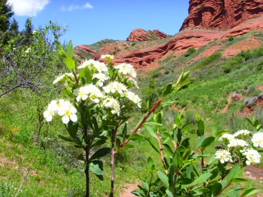 Flowers among mountains clipart