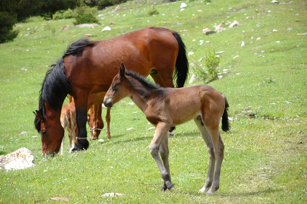 Horses on a mountain pasture — Stock Photo, Image