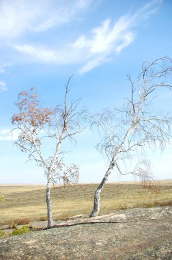 Two lonely birches clipart