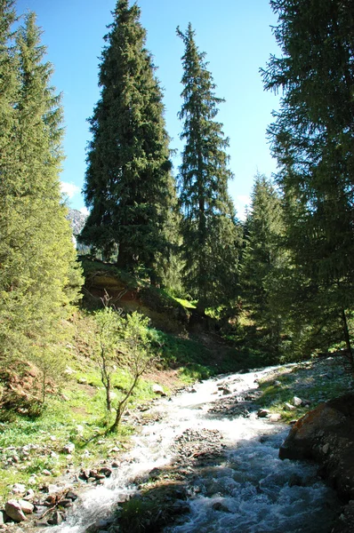 Arroyo de montaña en el bosque de coníferas —  Fotos de Stock